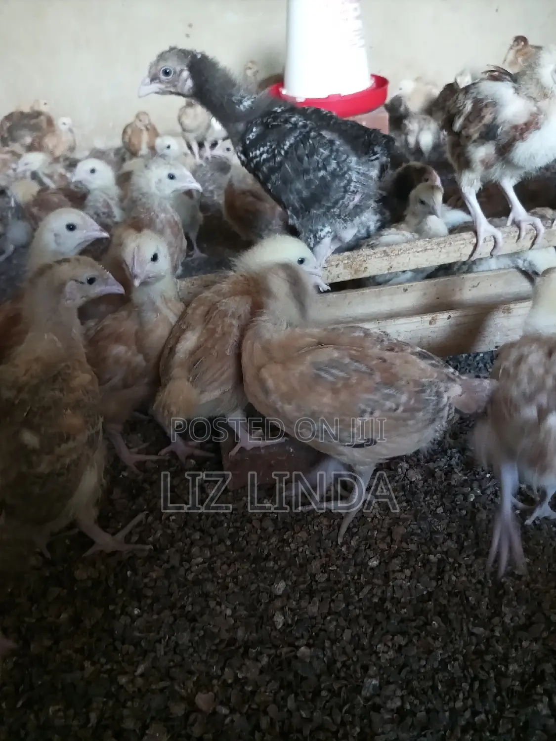 Kroilers or Birds of One Month 8.