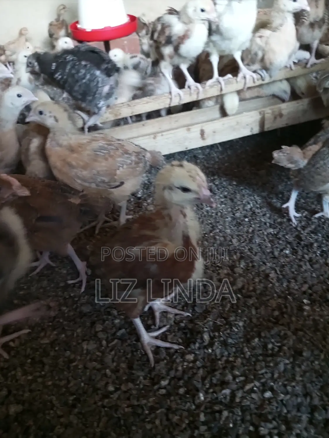 Kroilers or Birds of One Month 8.
