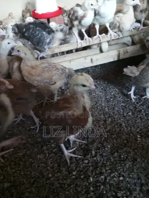 Kroilers or Birds of One Month 8.