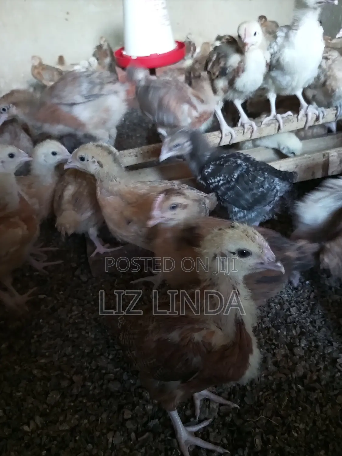 Kroilers or Birds of One Month 8.