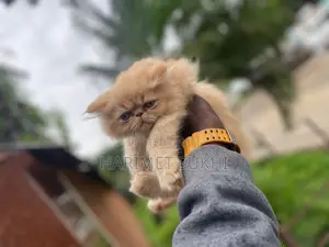 1-3 months Male Purebred Persian