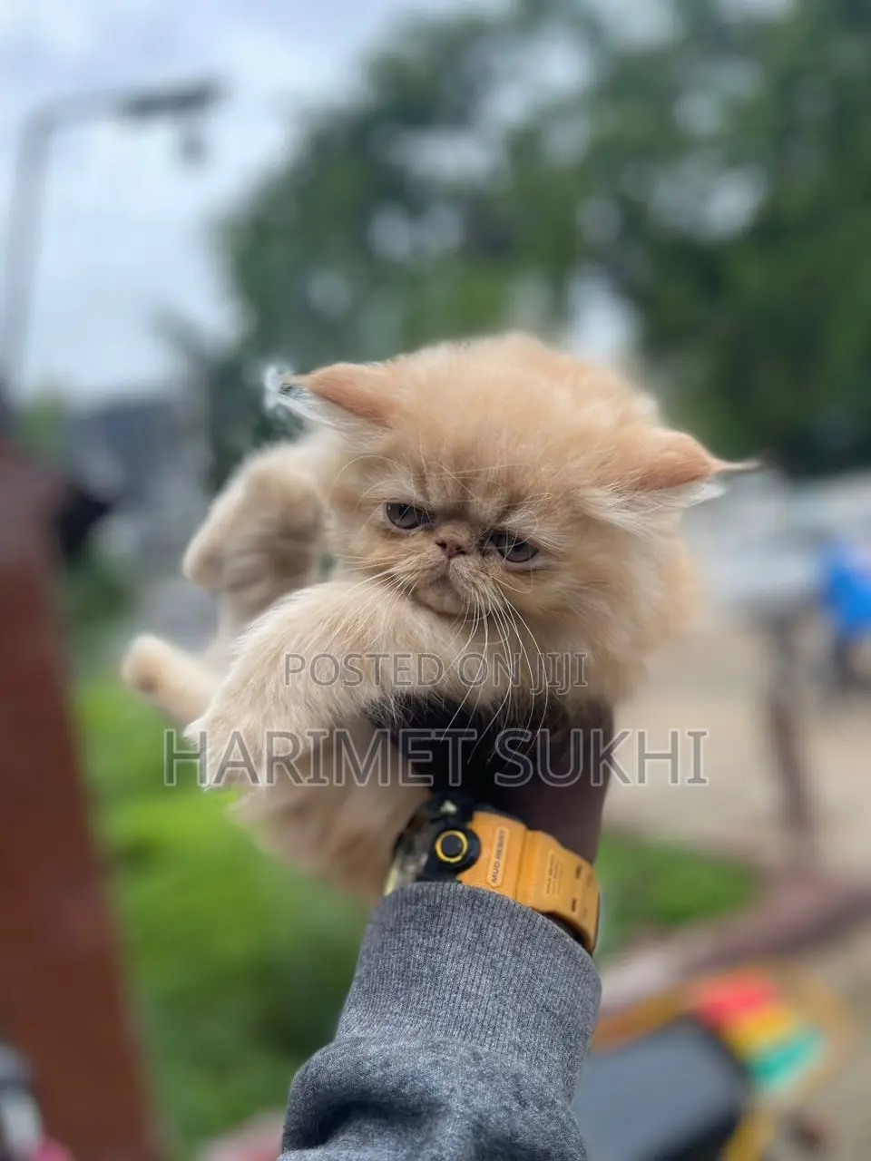 1-3 months Male Purebred Persian