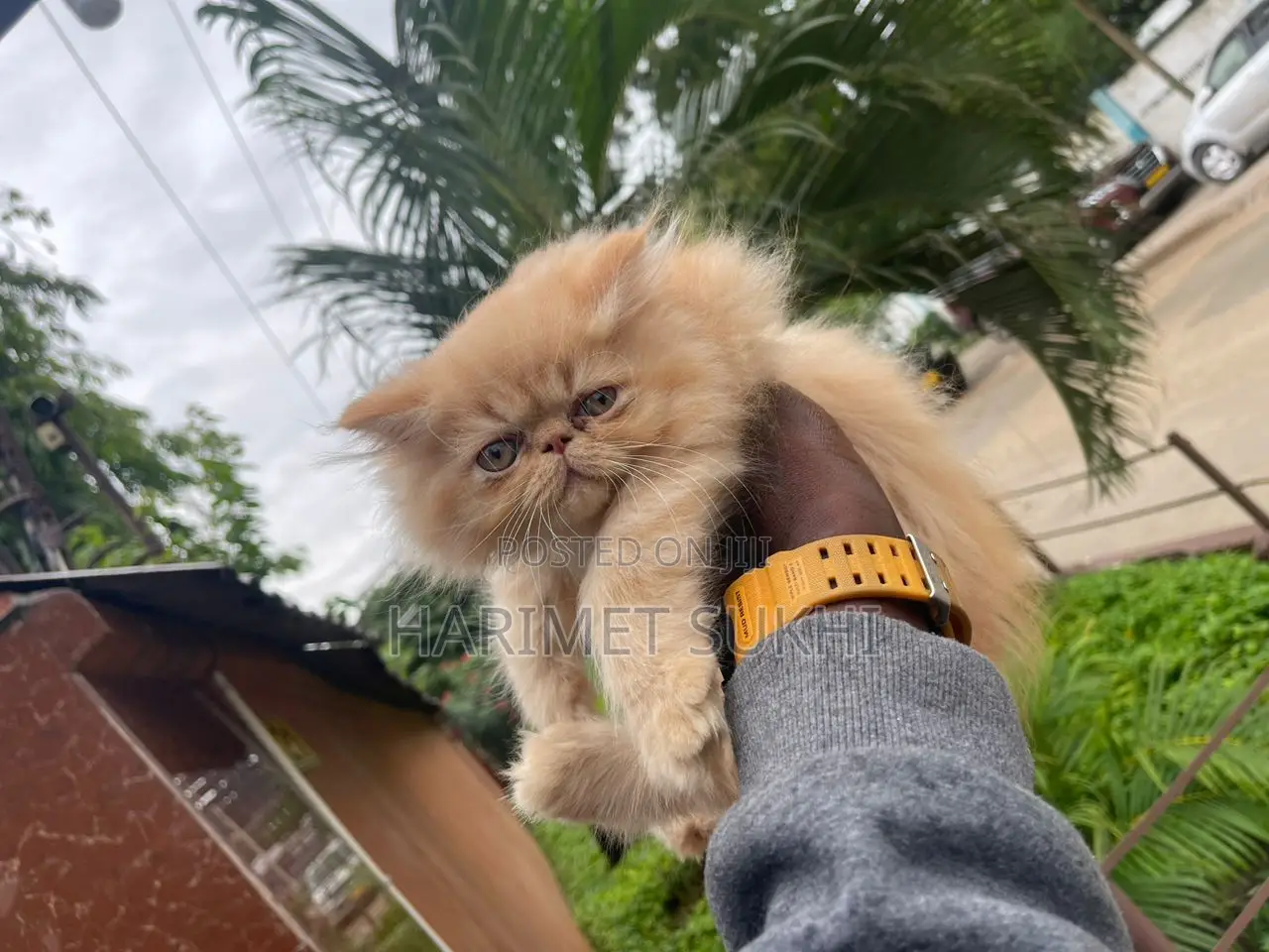 1-3 months Male Purebred Persian