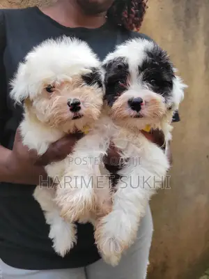 1-3 months Male Purebred Maltese