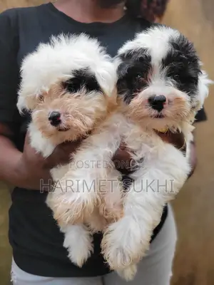 1-3 months Male Purebred Maltese