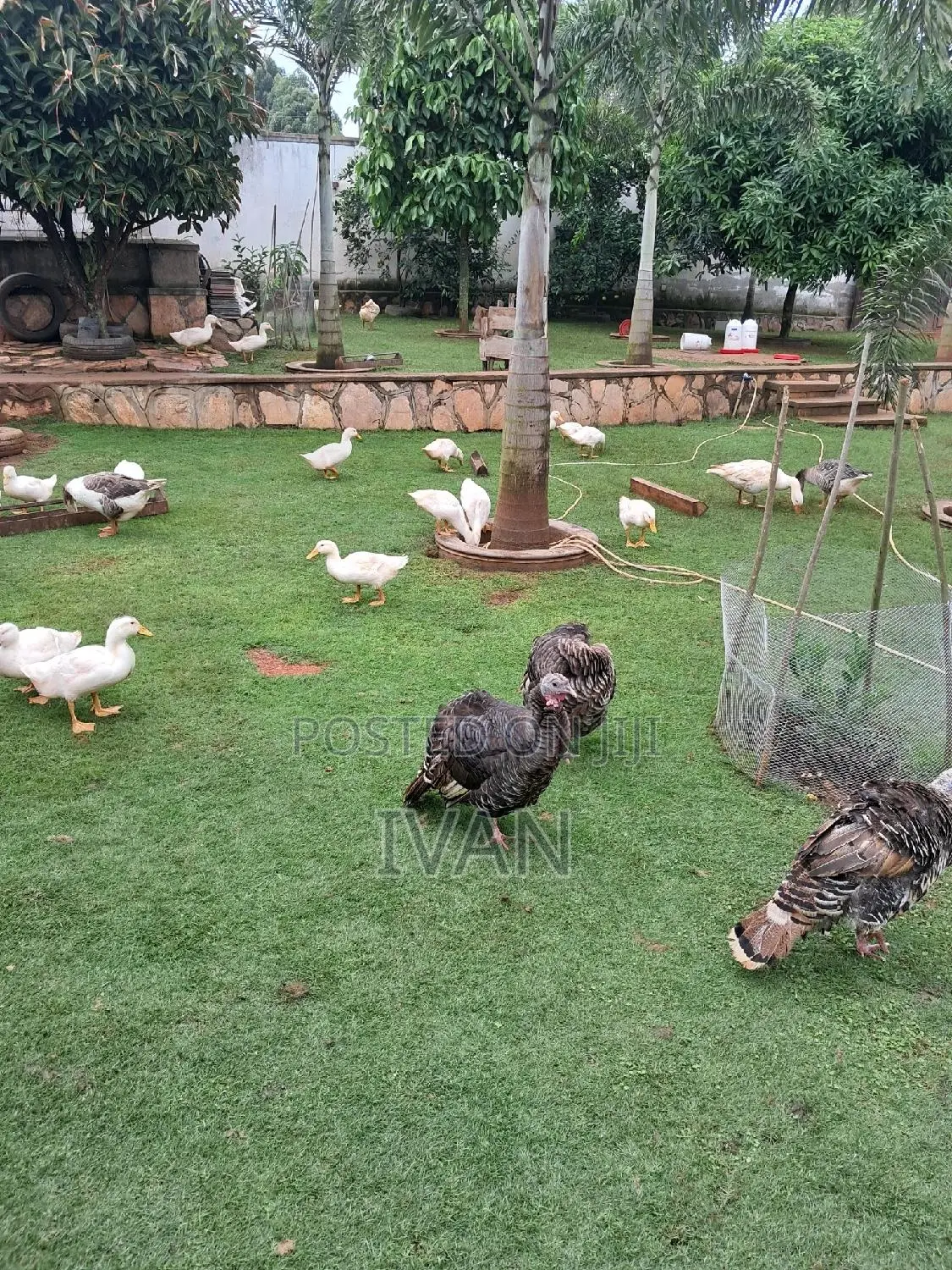 Ornamental Birds