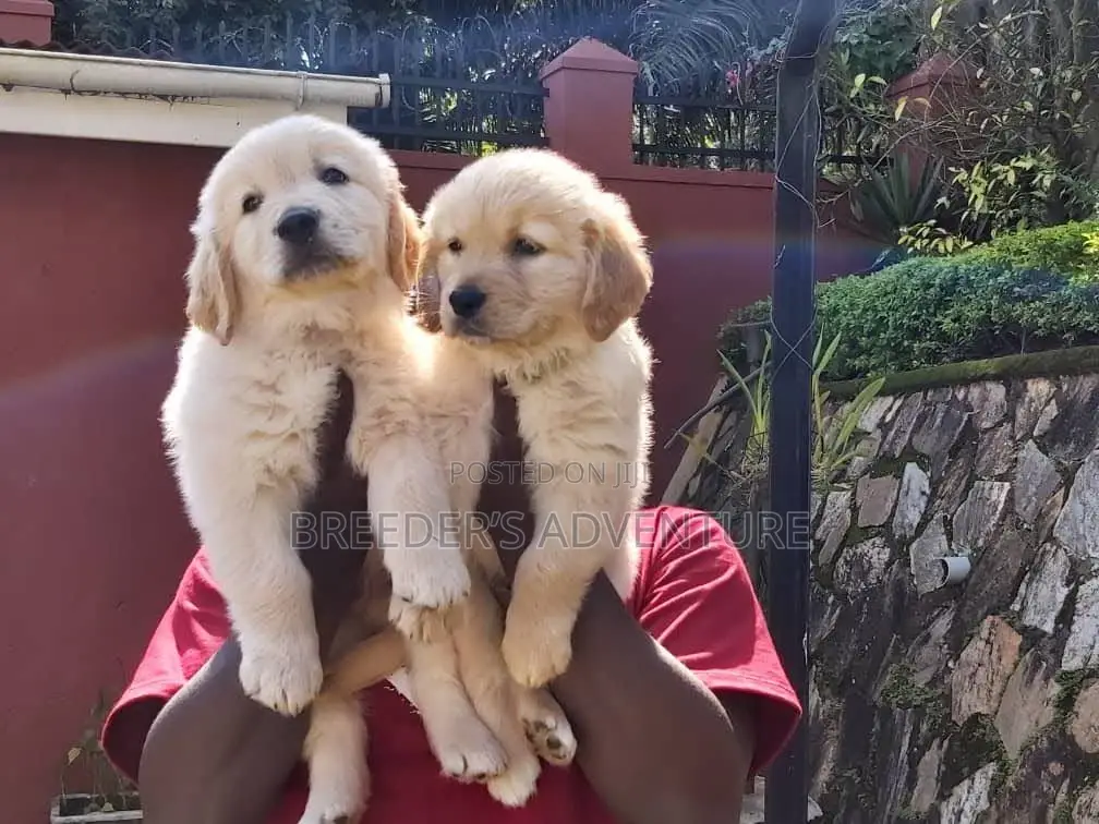 1-3 months Male Purebred Golden Retriever