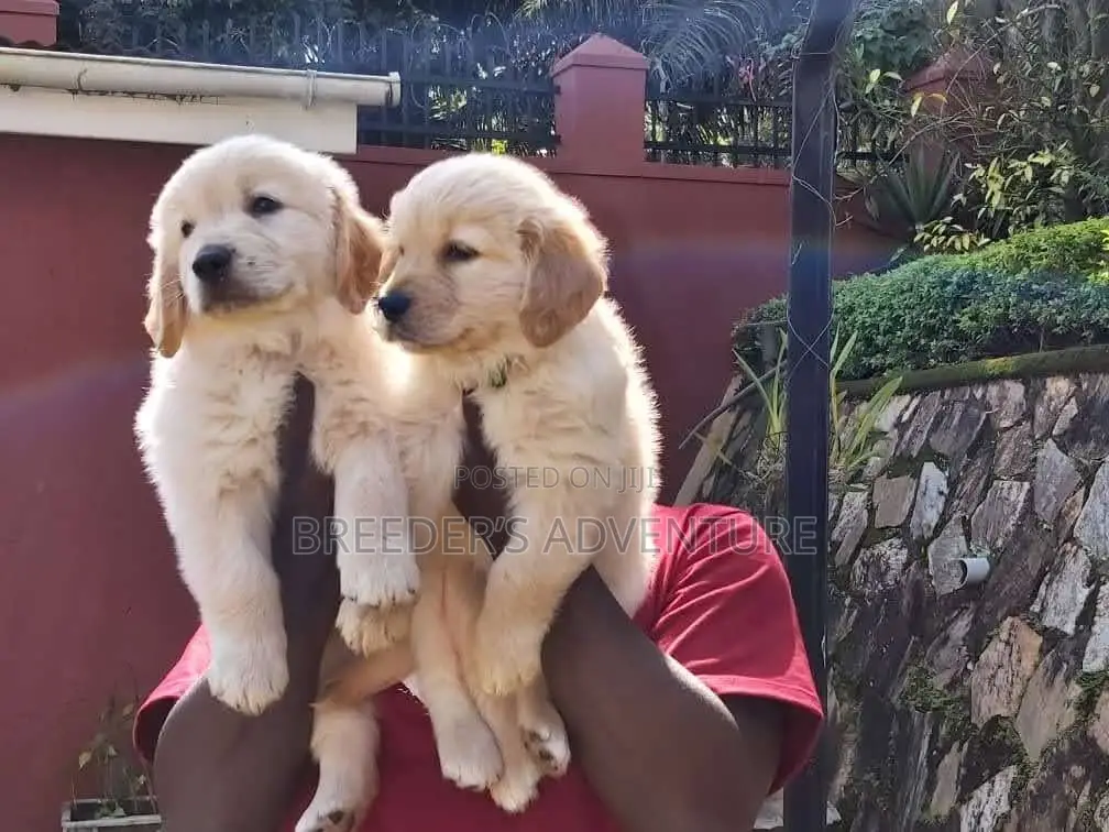 1-3 months Male Purebred Golden Retriever