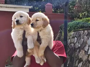 1-3 months Male Purebred Golden Retriever