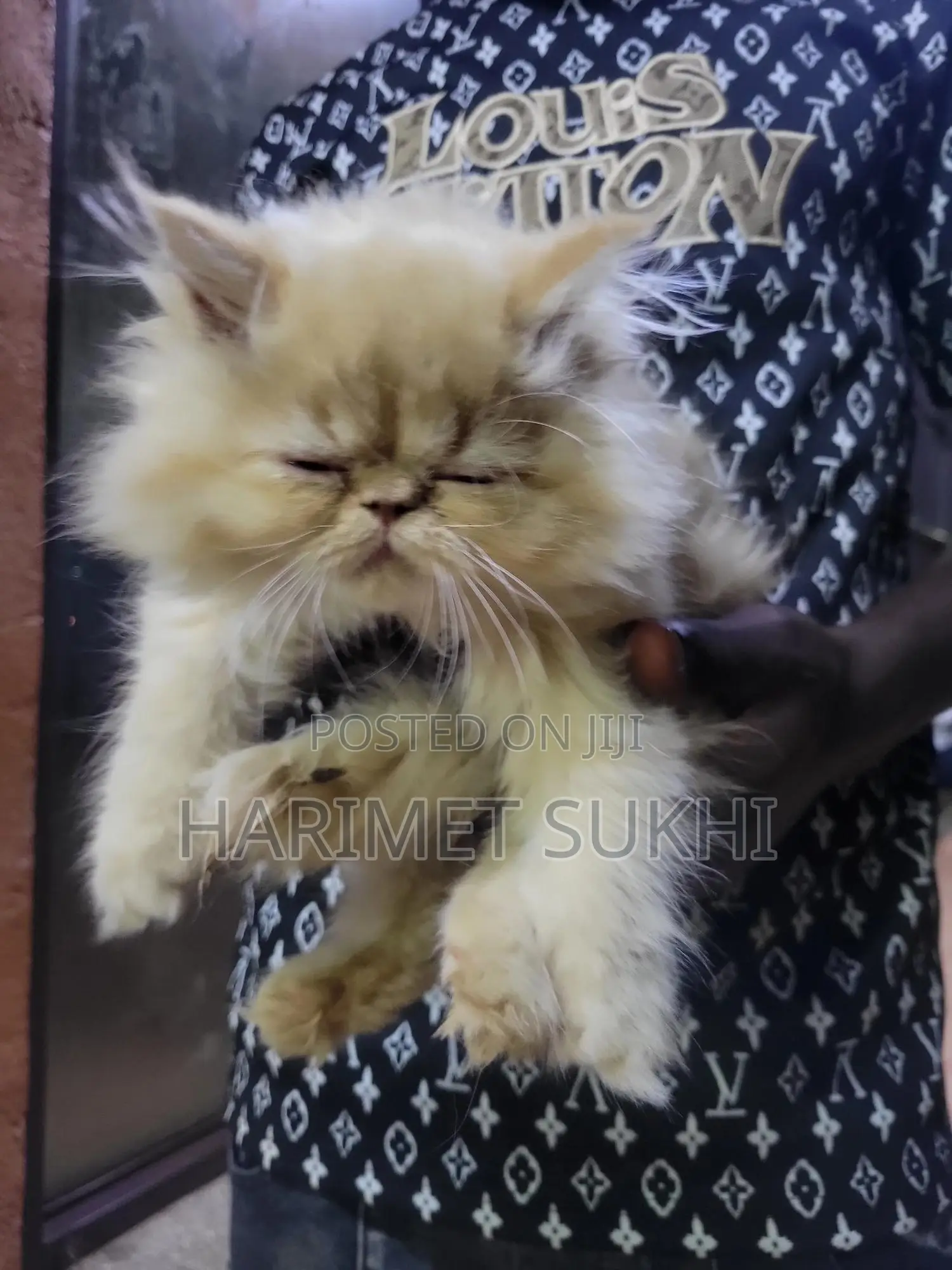 1-3 months Male Purebred Persian