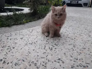 1-3 months Male Purebred Persian