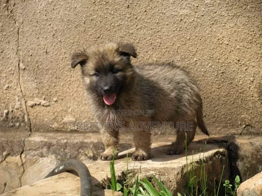 1-3 months Male Purebred German Shepherd