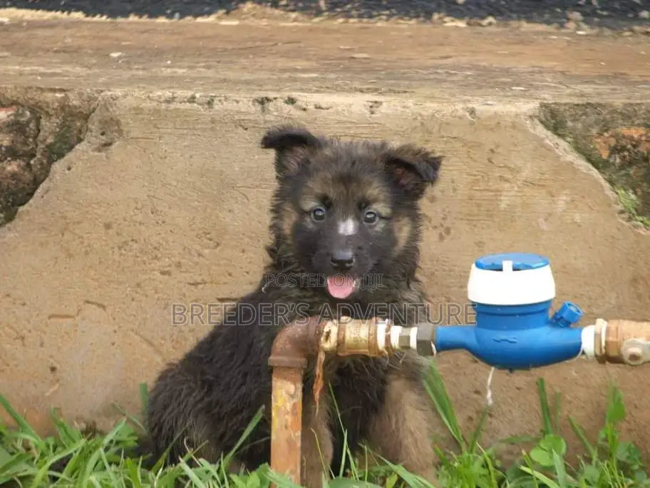1-3 months Male Purebred German Shepherd