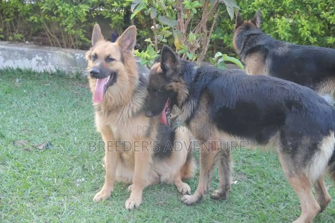 6-12 months Male Purebred German Shepherd