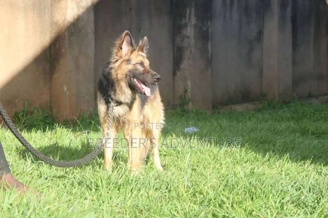 6-12 months Female Purebred German Shepherd