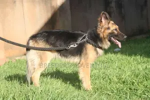6-12 months Female Purebred German Shepherd