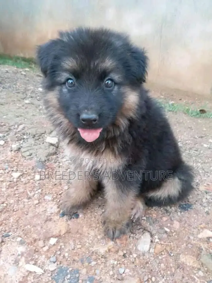 1-3 months Male Purebred German Shepherd