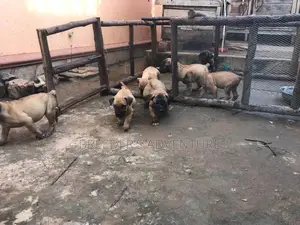 1-3 months Male Purebred Boerboel