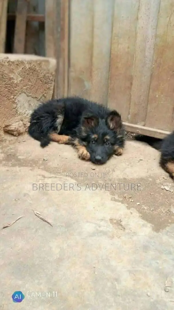 1-3 months Female Purebred German Shepherd