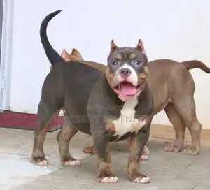 6-12 months Male Purebred American Pit Bull Terrier