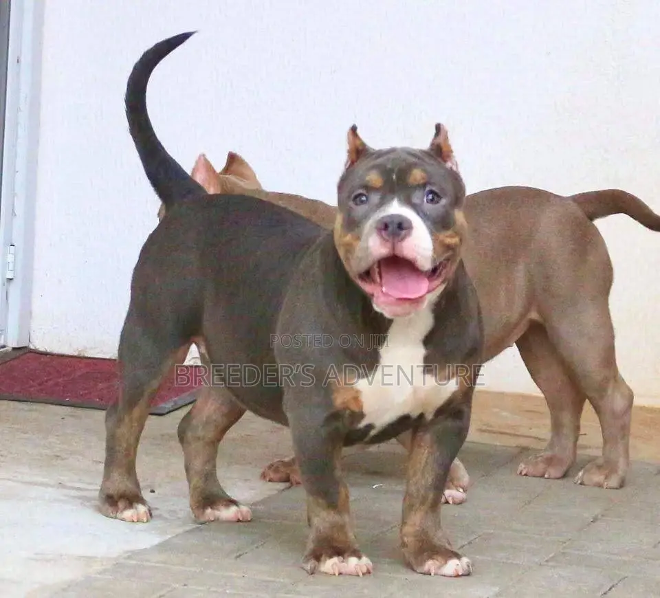 6-12 months Male Purebred American Pit Bull Terrier