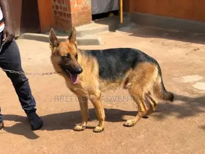 6-12 months Male Purebred German Shepherd