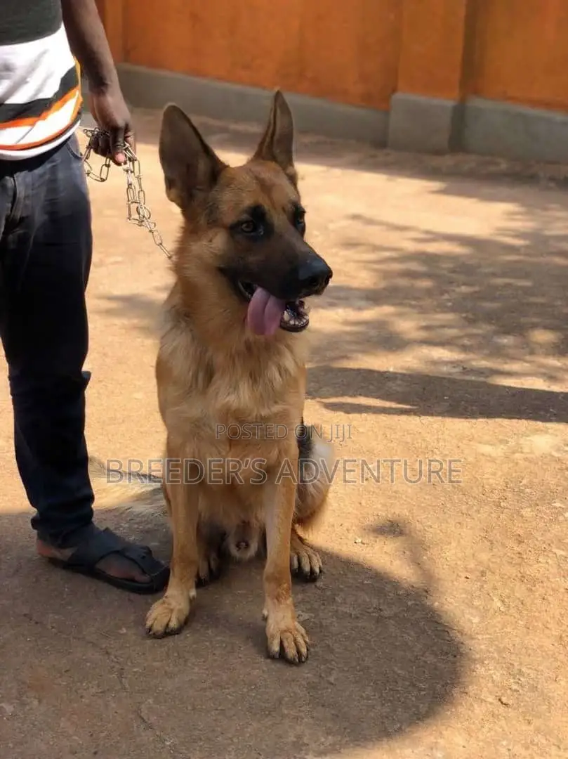 6-12 months Male Purebred German Shepherd