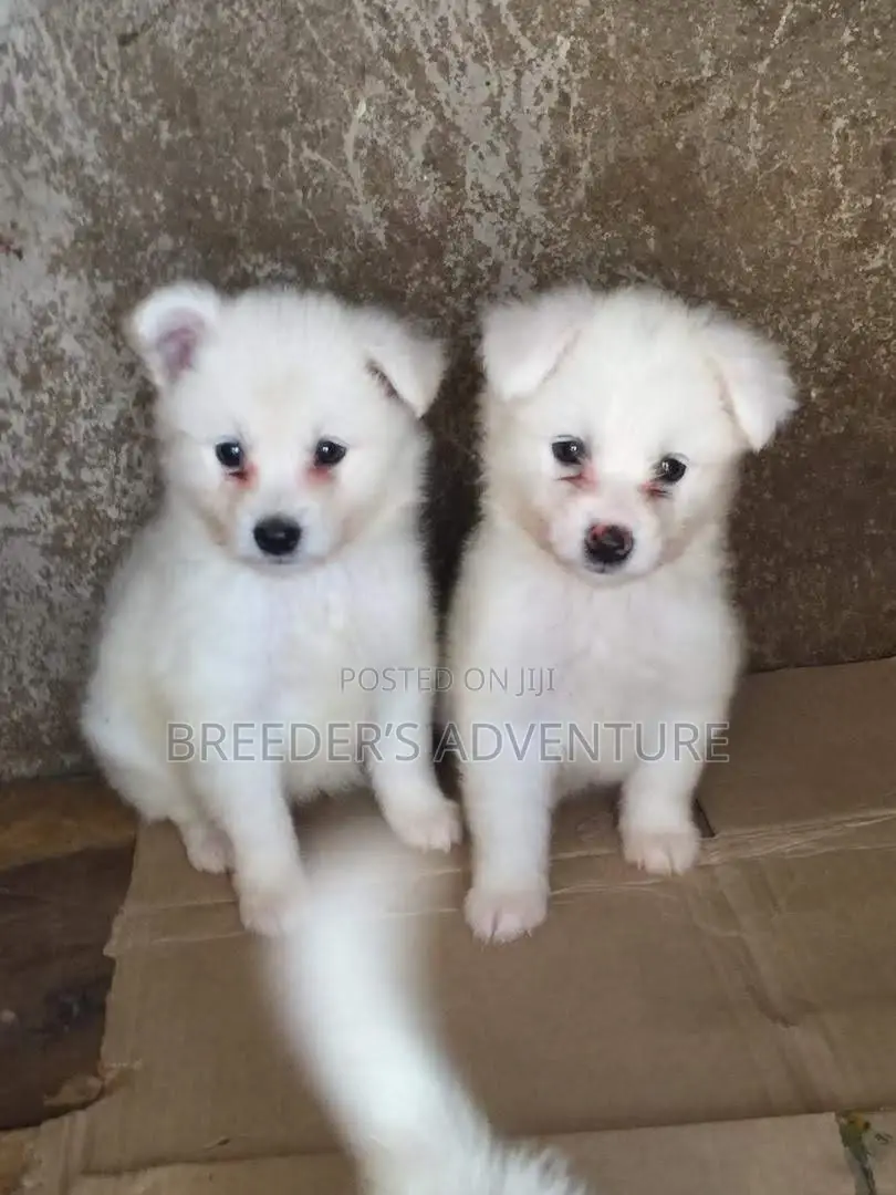 1-3 months Male Purebred Japanese Spitz