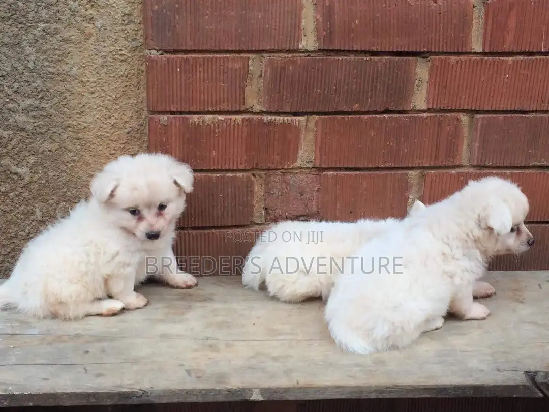 1-3 months Male Purebred Japanese Spitz