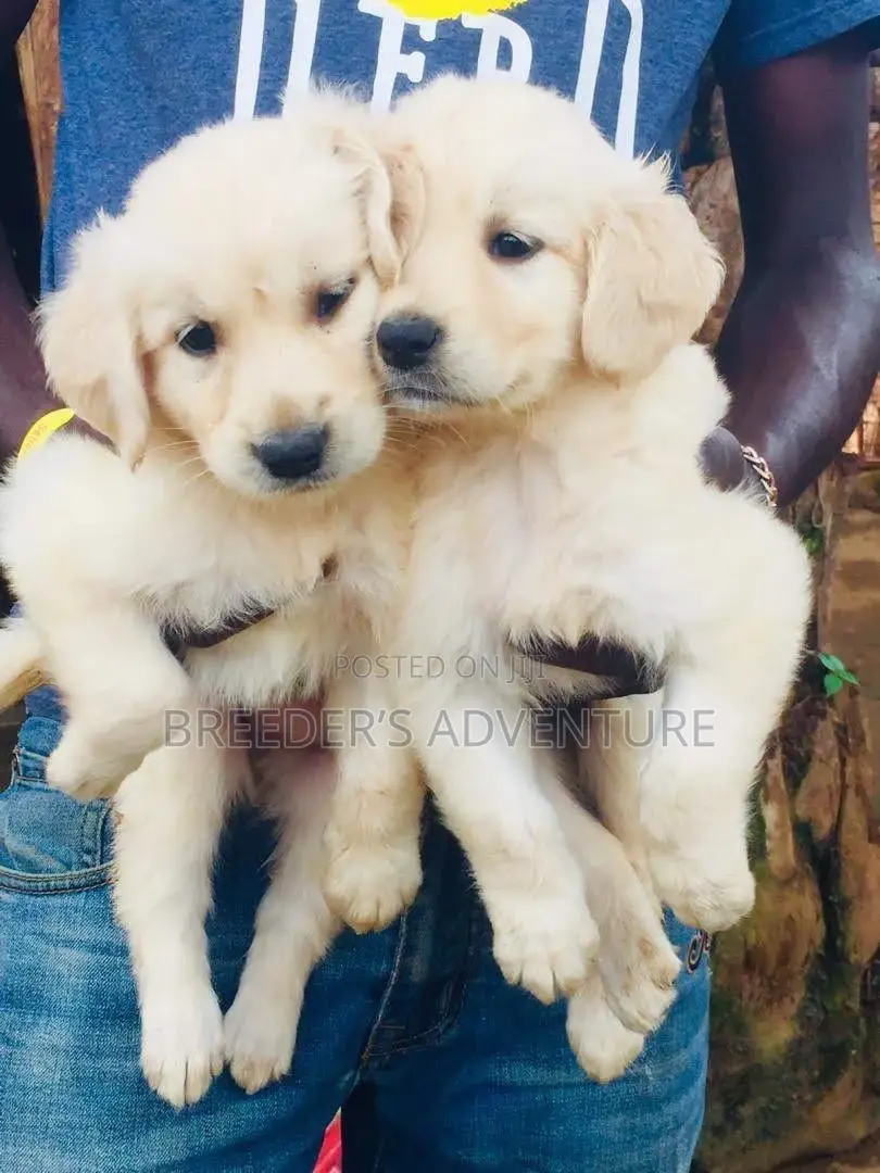 1-3 months Male Purebred Golden Retriever