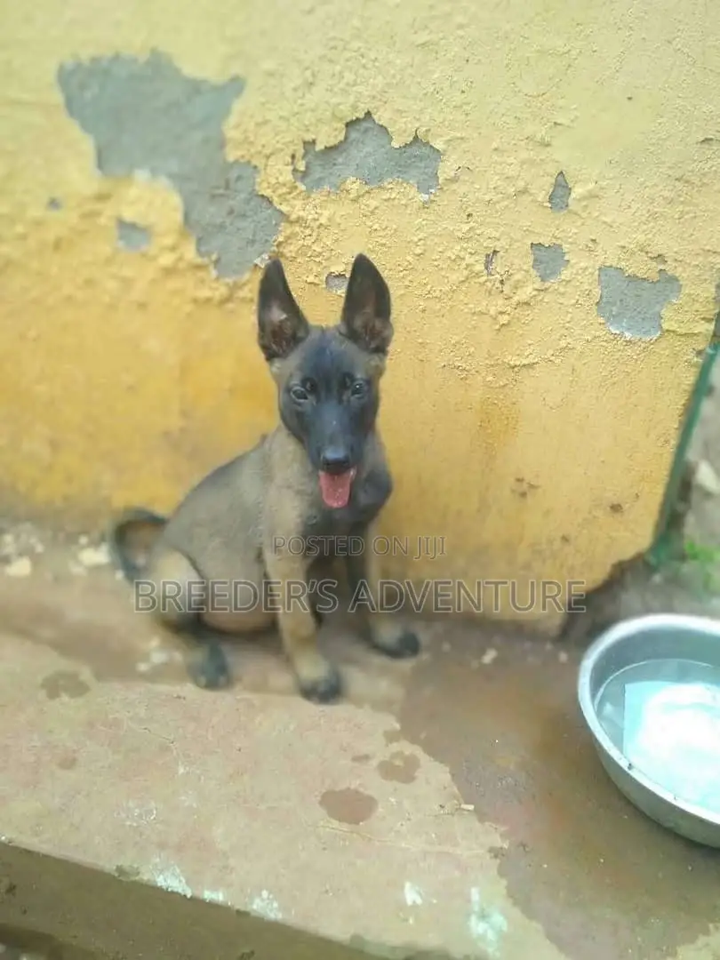 1-3 months Male Purebred Belgian Malinois