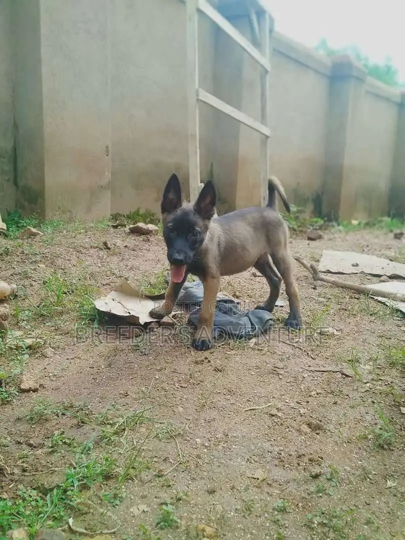 1-3 months Male Purebred Belgian Malinois