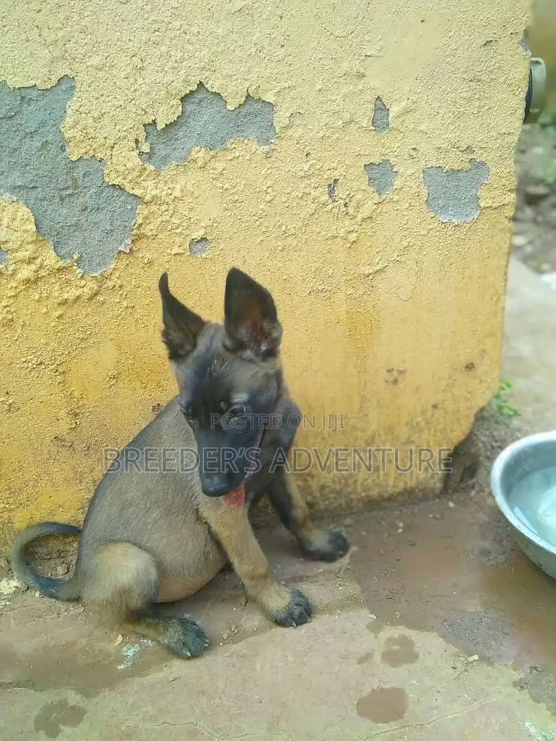 1-3 months Male Purebred Belgian Malinois