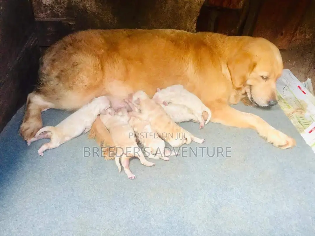 1-3 months Female Purebred Golden Retriever