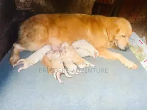 1-3 months Female Purebred Golden Retriever