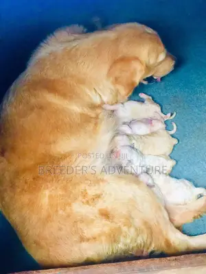 1-3 months Female Purebred Golden Retriever