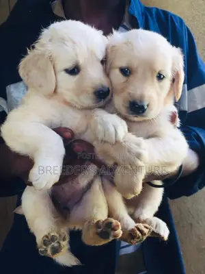 1-3 months Female Purebred Golden Retriever