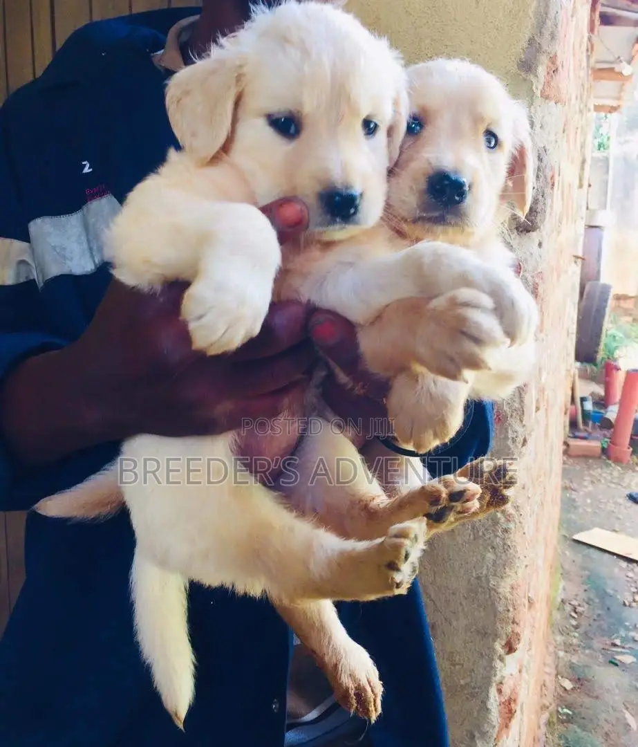 1-3 months Female Purebred Golden Retriever