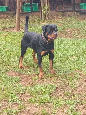 1+ year Female Purebred Rottweiler