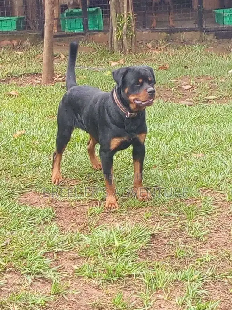 1+ year Female Purebred Rottweiler