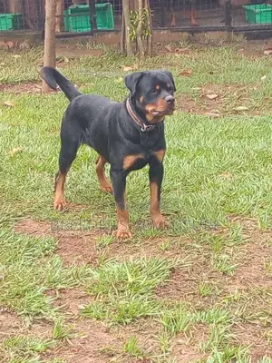 1+ year Female Purebred Rottweiler