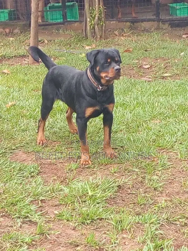 1+ year Female Purebred Rottweiler