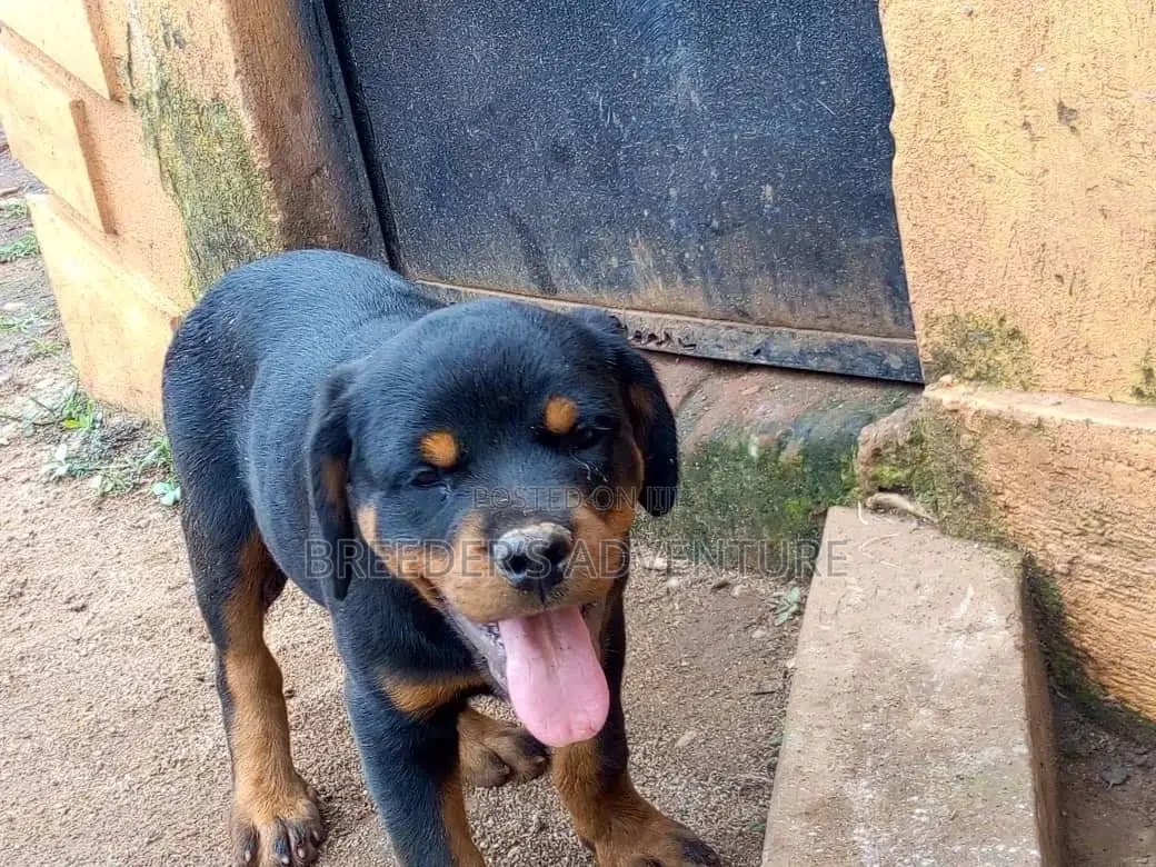 1-3 months Male Purebred Rottweiler