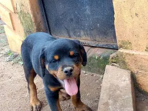 1-3 months Male Purebred Rottweiler