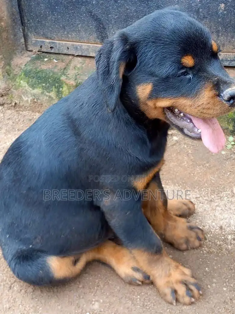 1-3 months Male Purebred Rottweiler
