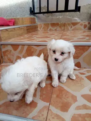 1-3 months Female Purebred Japanese Spitz