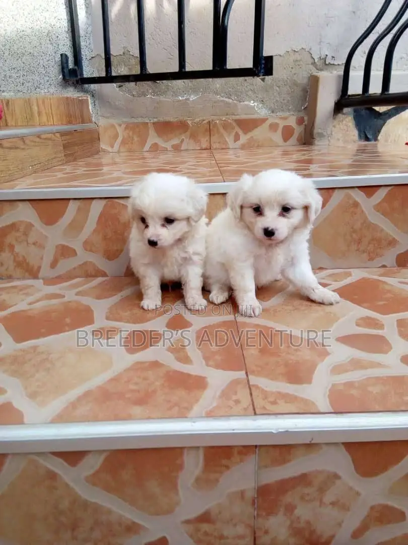 1-3 months Male Purebred Japanese Spitz