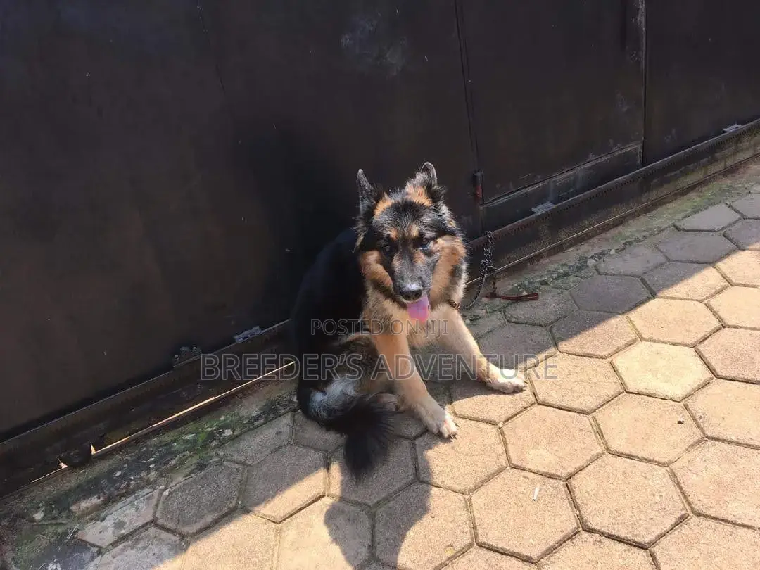 6-12 months Male Purebred German Shepherd