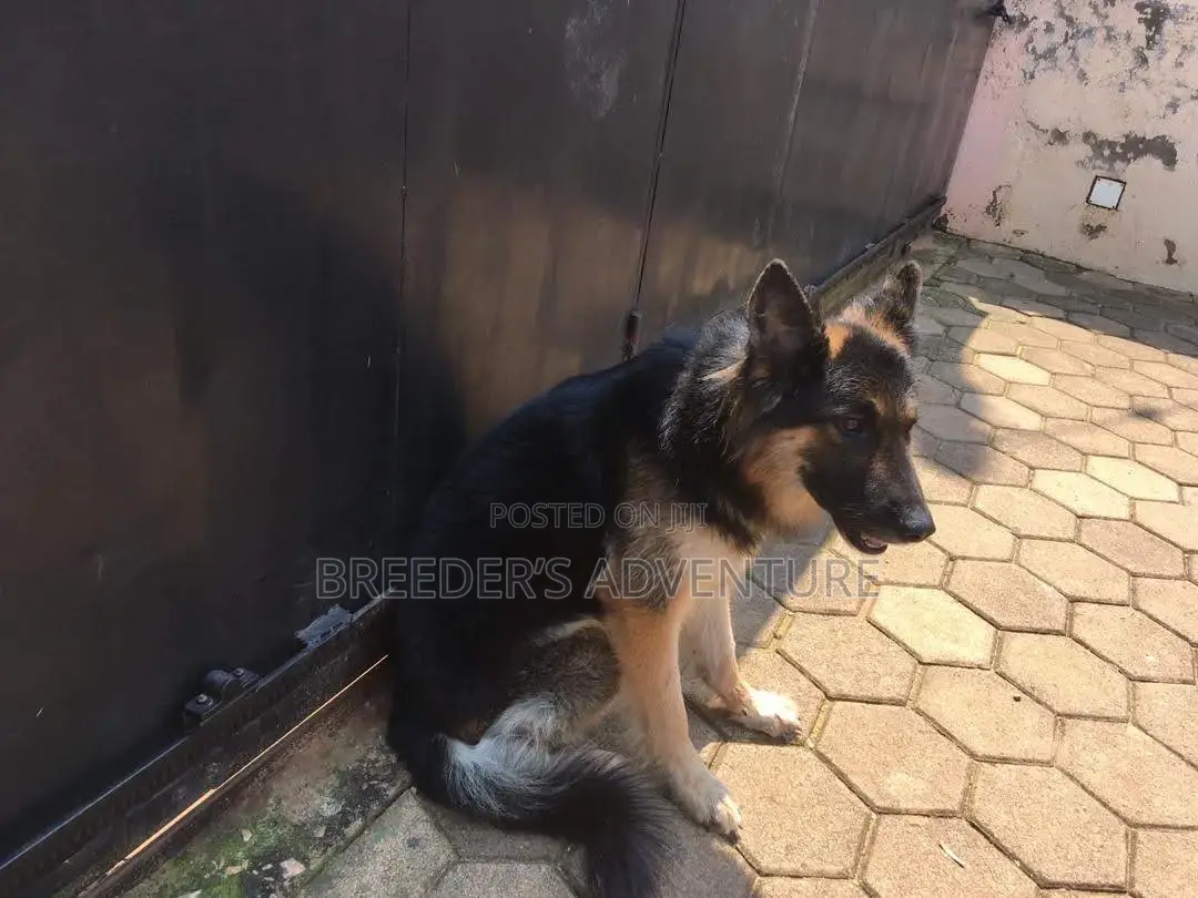 6-12 months Male Purebred German Shepherd