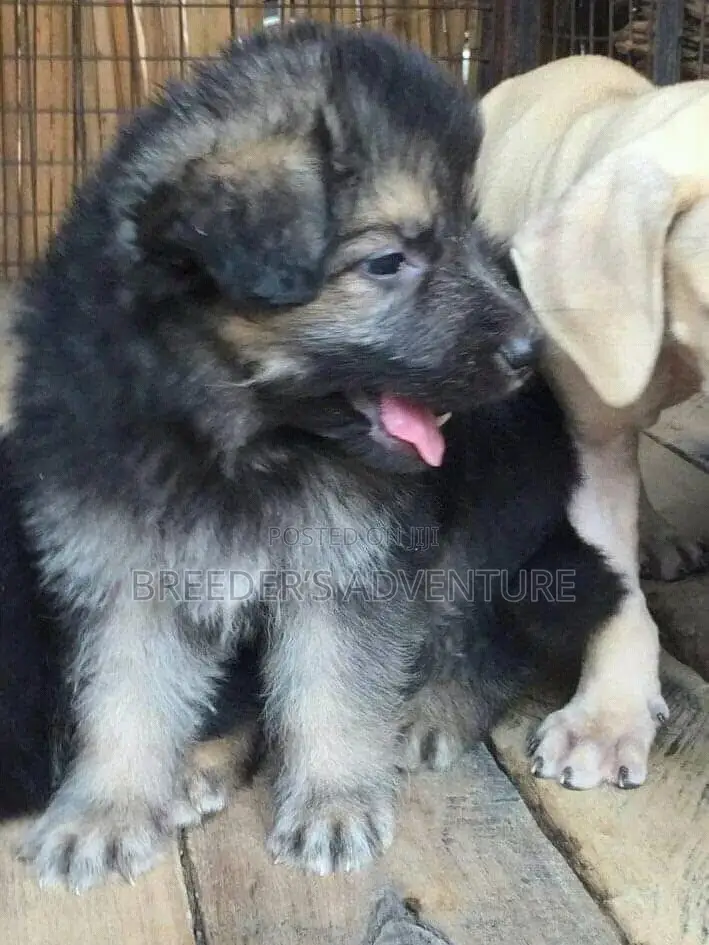 1-3 months Male Purebred German Shepherd